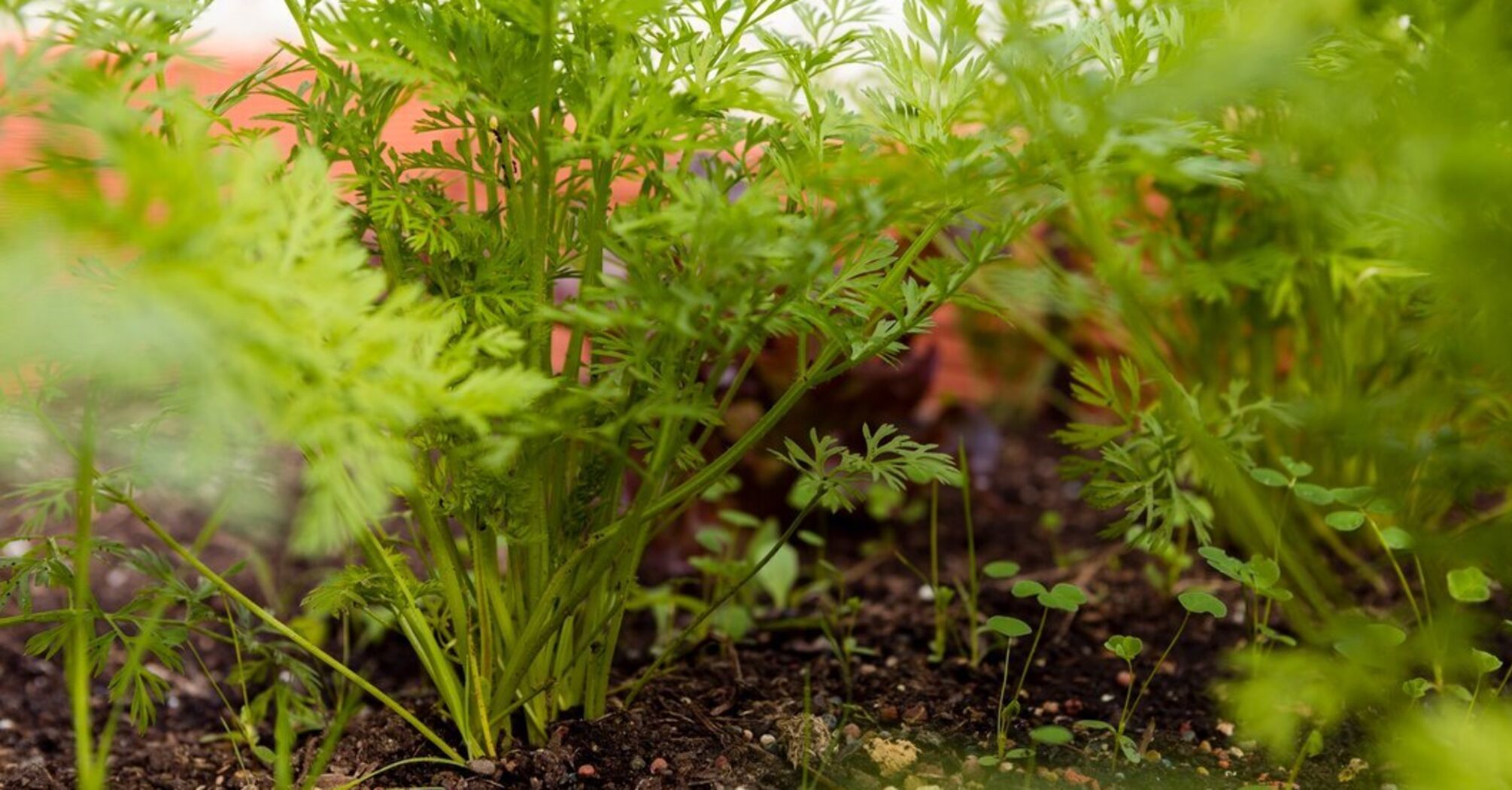 There will be an early harvest: how to plant dill in November