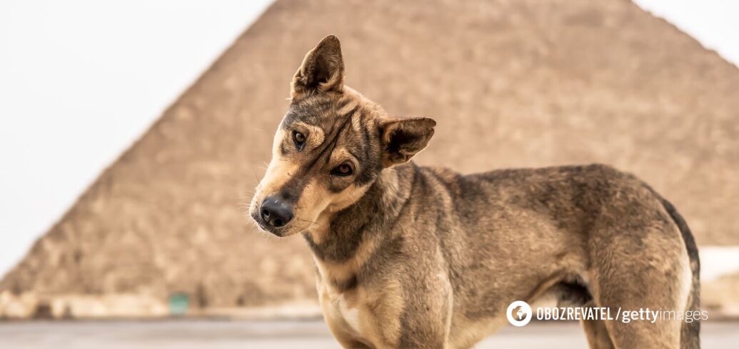 'Anubis, is that you?' A dog was spotted barking at birds at the top of the Cheops pyramid. Viral video