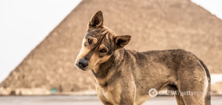 "Anubis, is that you?" A dog was spotted barking at birds at the top of the Cheops pyramid. Viral video