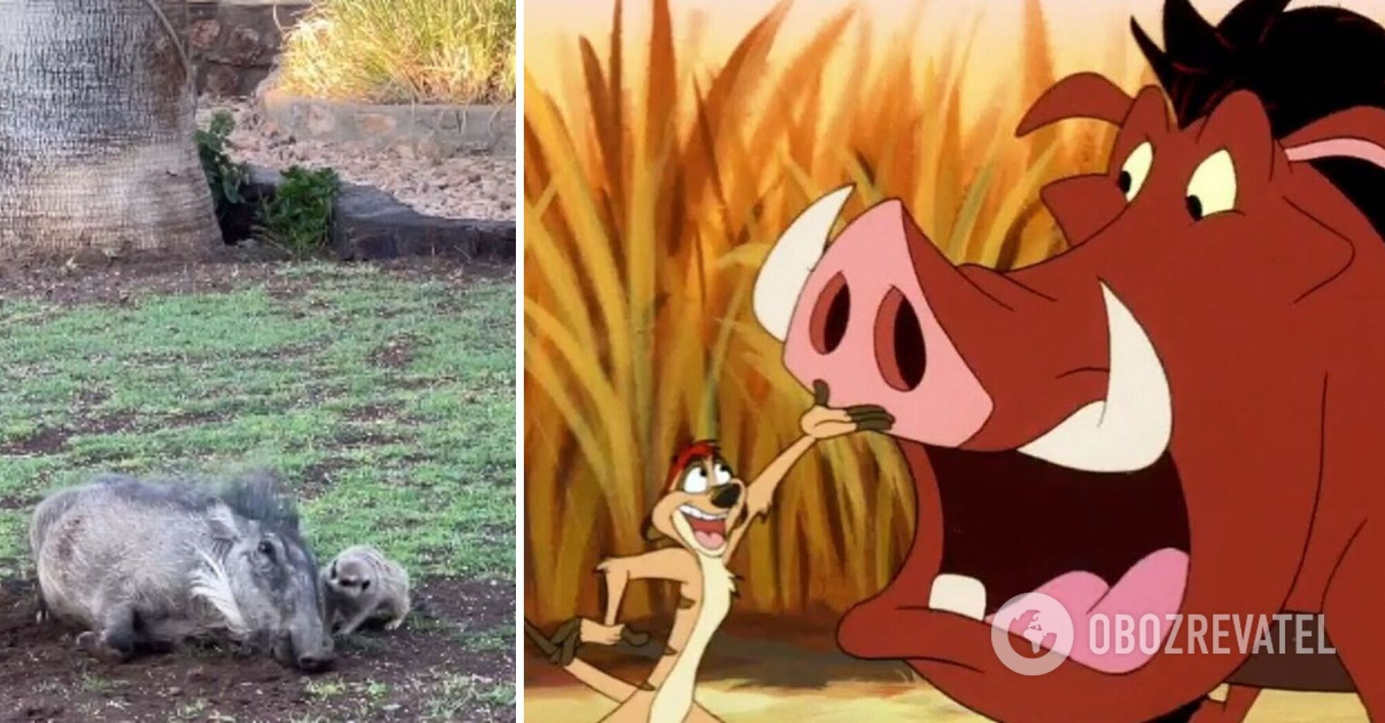 Timon and Pumba are real! The main characters from The Lion King cartoon found in a Namibian reserve: video goes viral