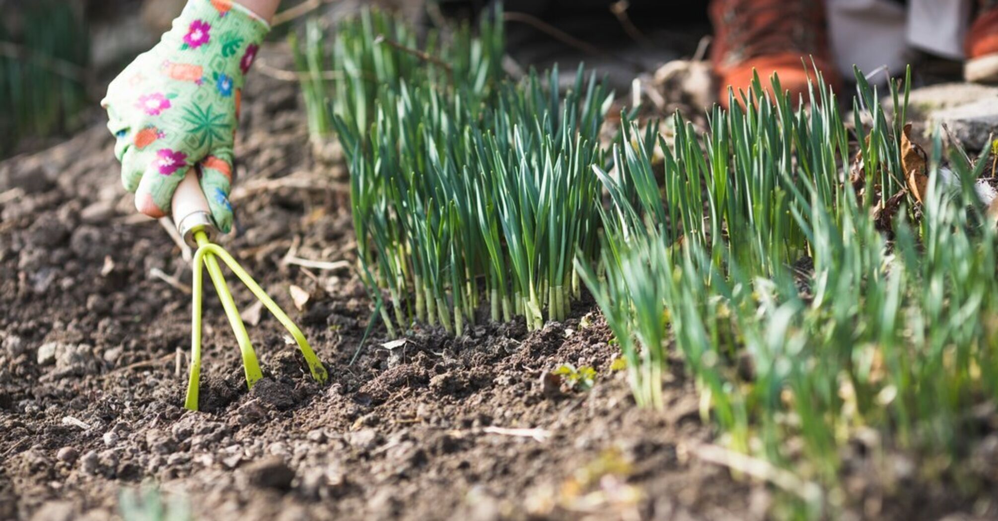 How to plant garlic for the winter: rules and all conditions