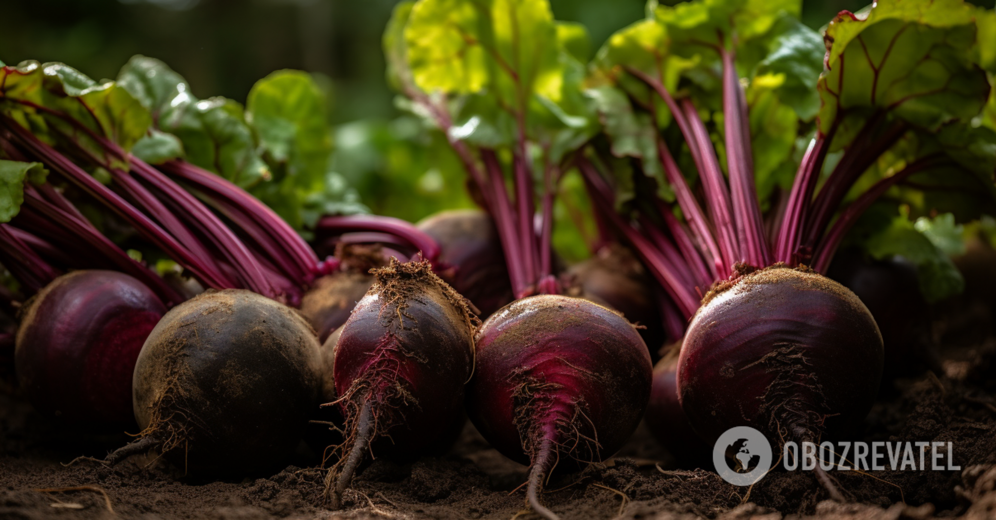 Why sow beets in November: how to help them germinate in spring