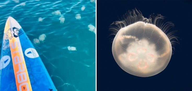Poisonous sea creatures with painful stings flood popular Thai beach: what tourists should know