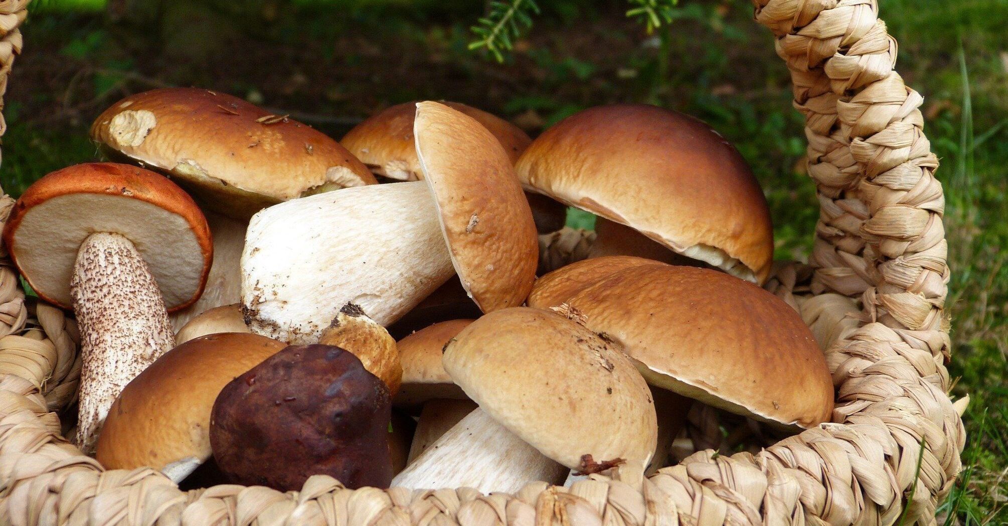 How and how long to boil porcini mushrooms: detailed instructions