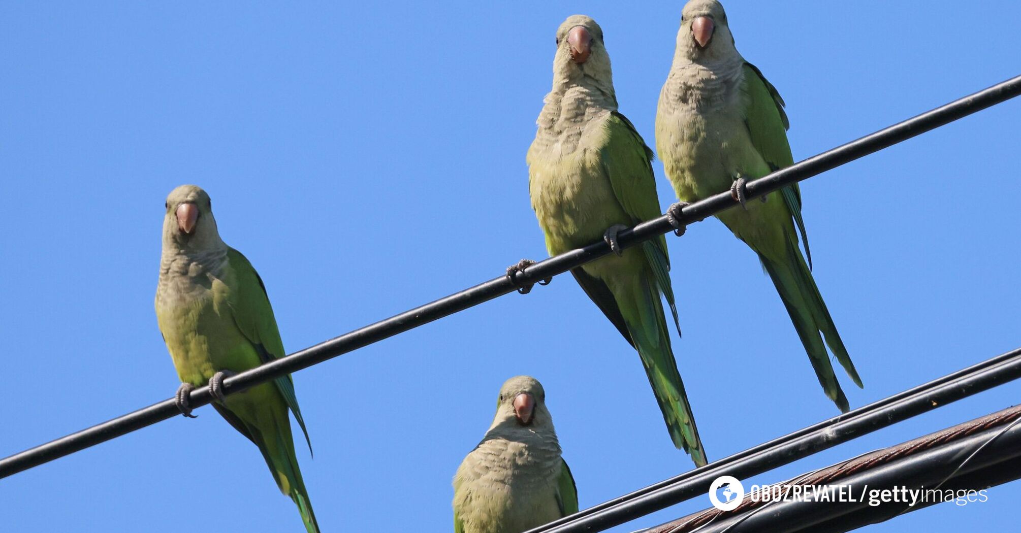 Thousands of parrots gnaw on cables and scare people in Argentina's Hilario Ascasubi: what biologists say