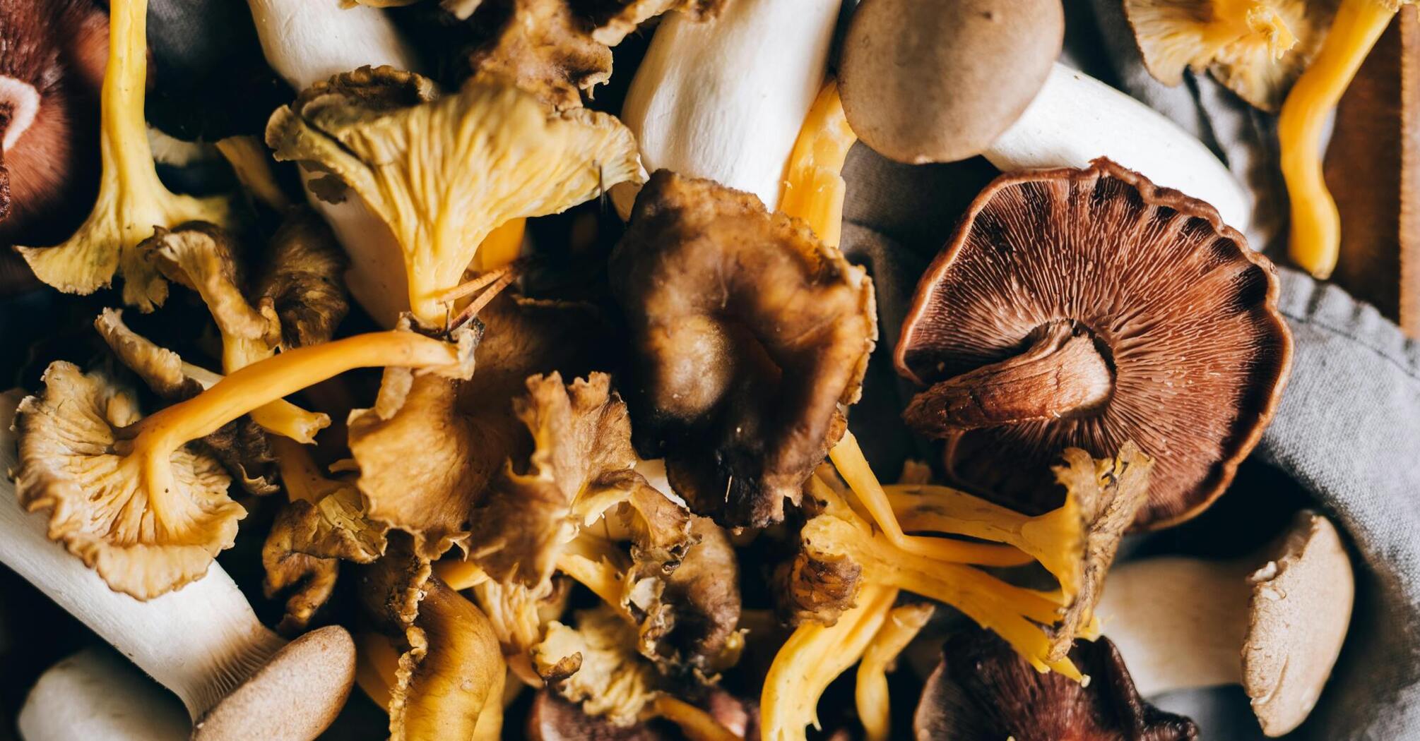 How to dry mushrooms at home: the most common methods