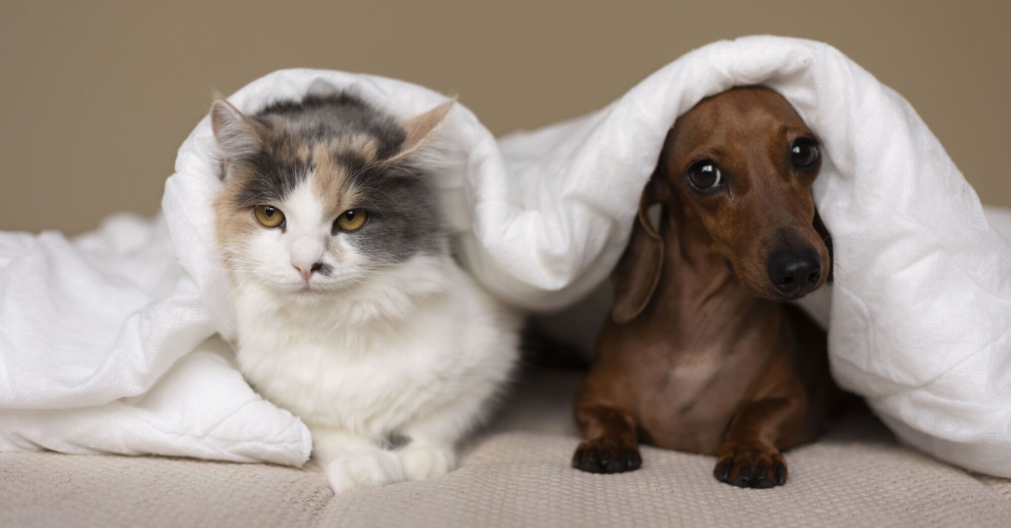 How to introduce cats and dogs to each other so they don't fight