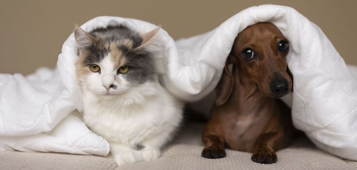 How to introduce cats and dogs to each other so they don't fight