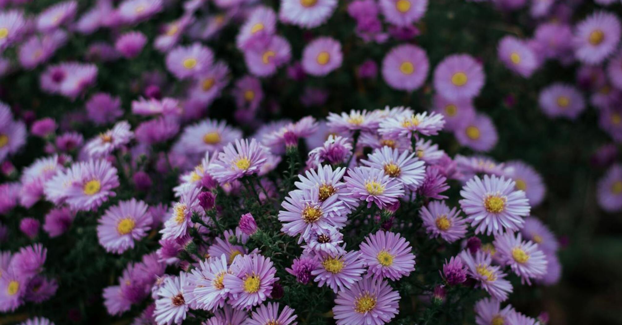 How to prepare chrysanthemums for winter