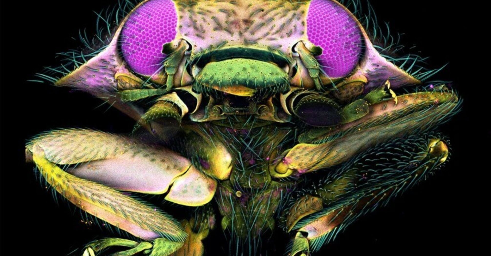Beetle eyes, pregnant fleas and mouse brain tumors: 10 impressive photos of the microscopic world
