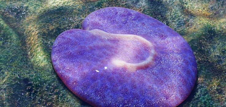 Strange fleshy blob: scientists show what one of the oldest animals on Earth looks like
