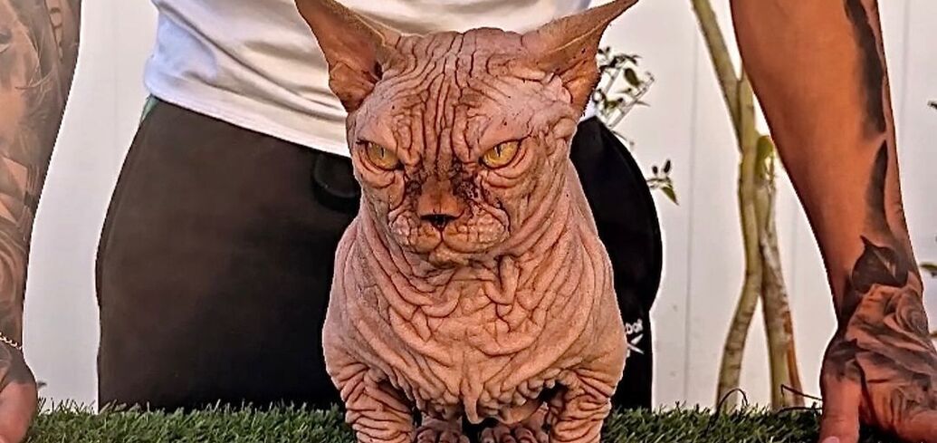 Short legs, no hair, and a scary look. Mutant cat breeding is a fashion in the UK: what are the dangers