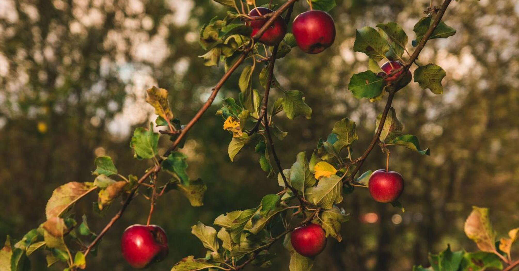 How to protect apple trees from rodents in winter: you should do one important thing already in November