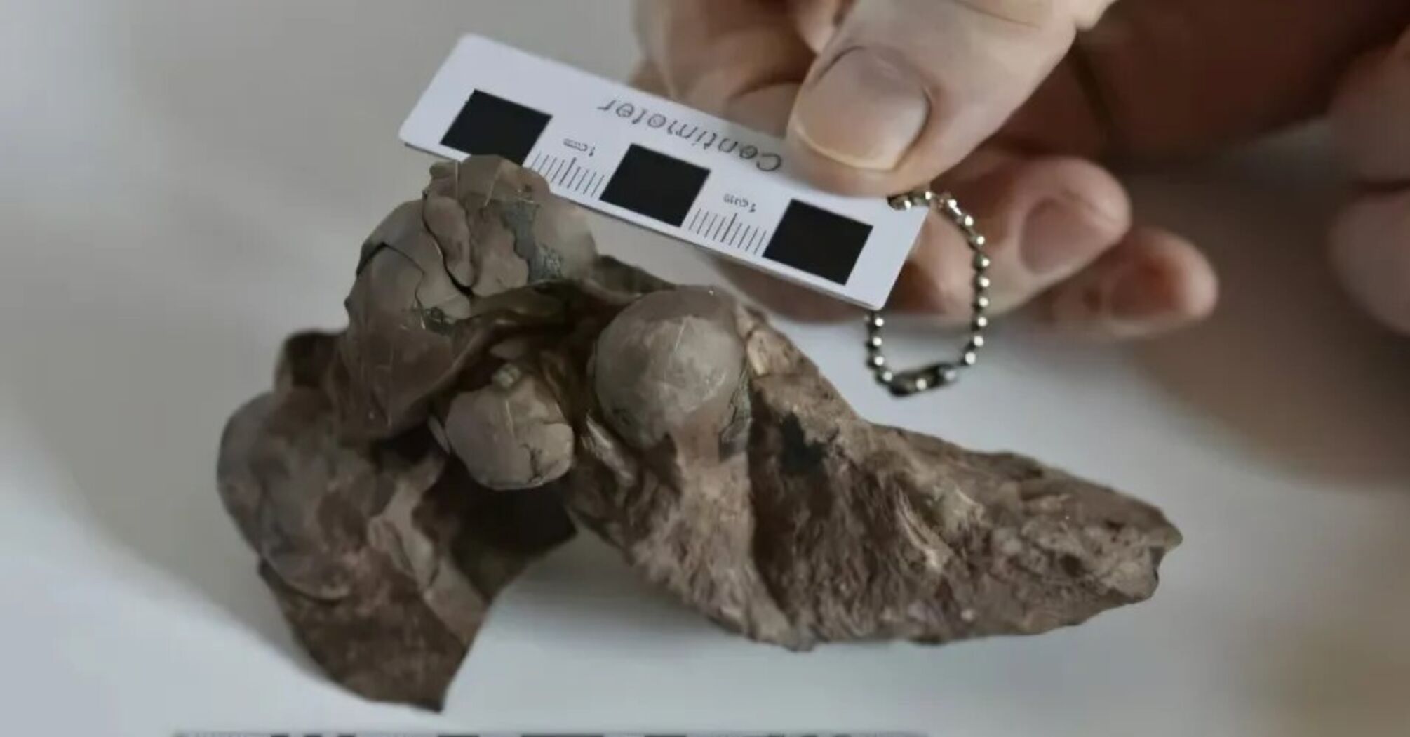 The world's smallest dinosaur egg was found in perfect condition after 80 million years. Photo