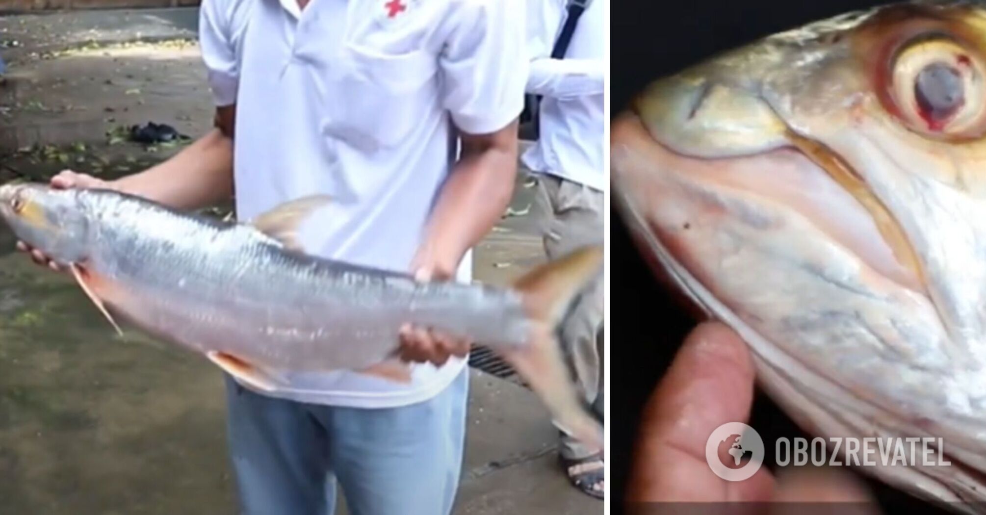 A giant fish thought to be extinct has been spotted in the Mekong River. Photos and video