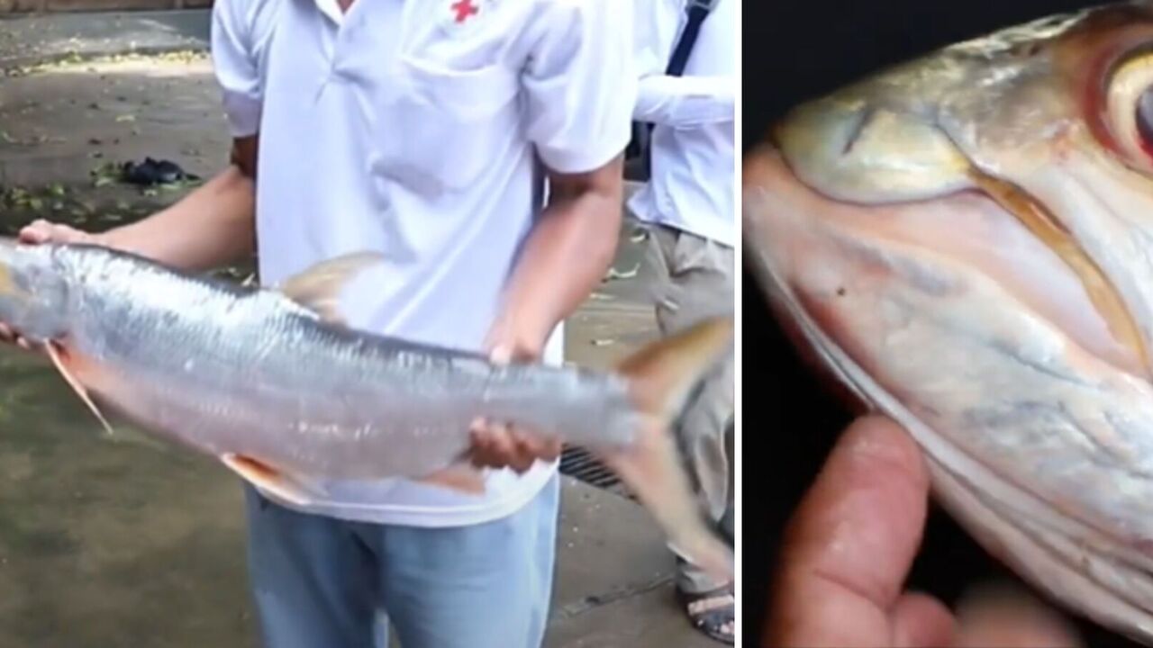 Gigantyczna ryba, którą uważano za wymarłą, została zauważona w rzece Mekong. Zdjęcia i wideo