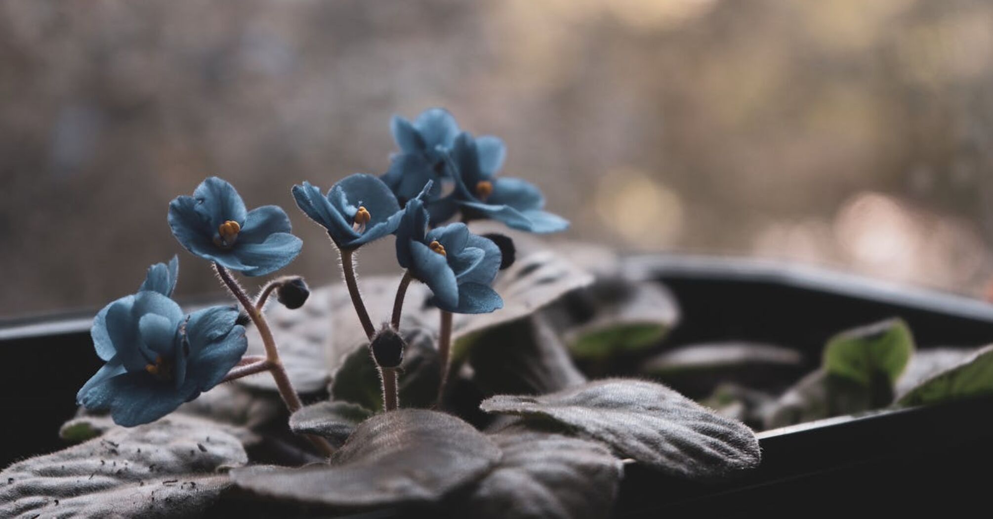 How to make violets bloom for a long time: care tips