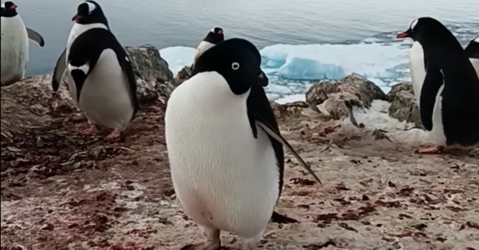 Rare miniature penguins with white and blue eyes were spotted at 'Vernadsky.' Video