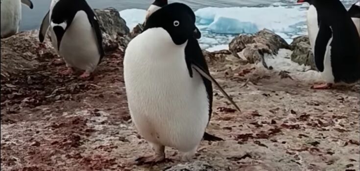 Rare miniature penguins with white and blue eyes were spotted at "Vernadsky." Video