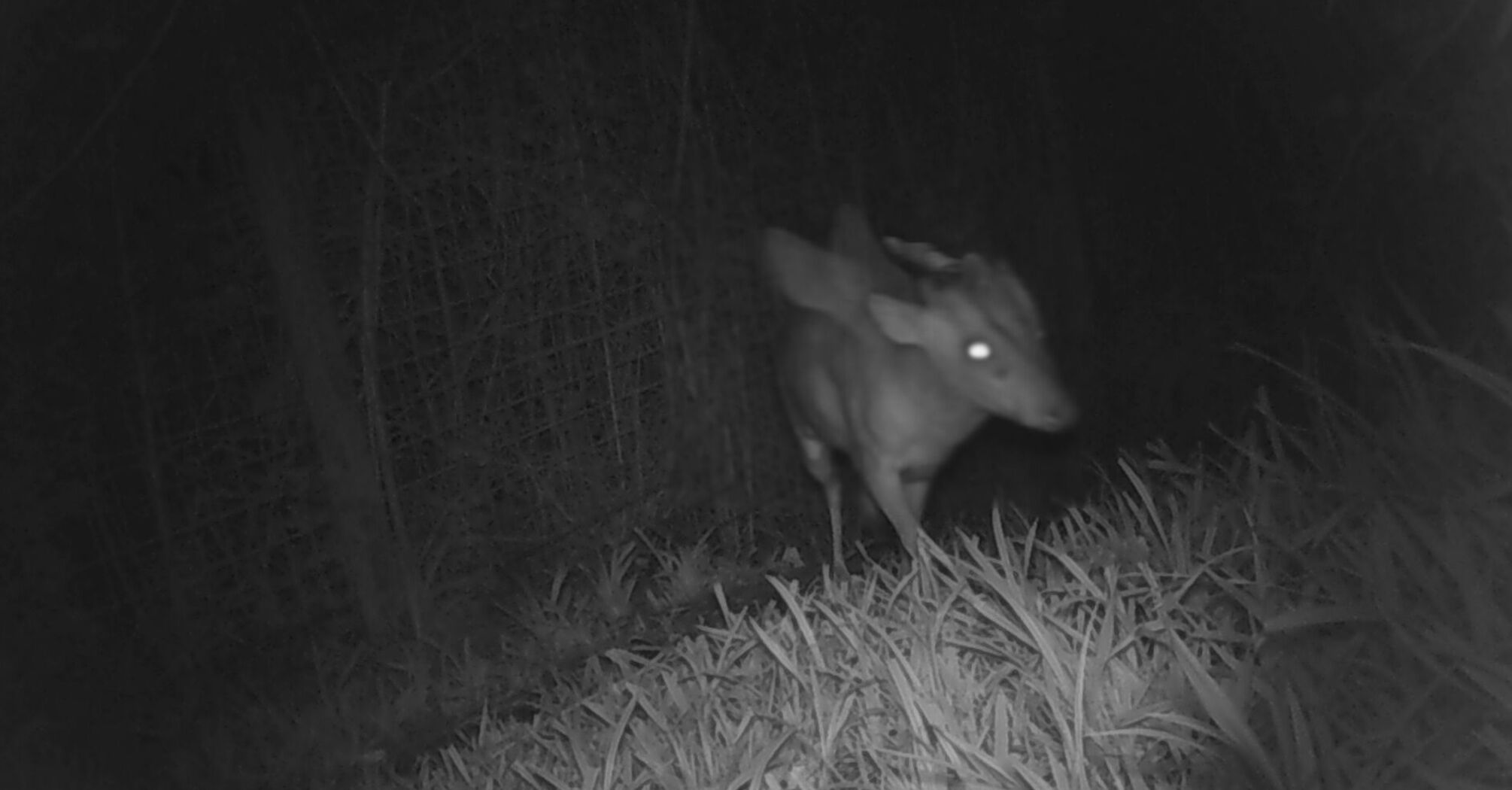 A mysterious creature with horns and wings was filmed in the UK