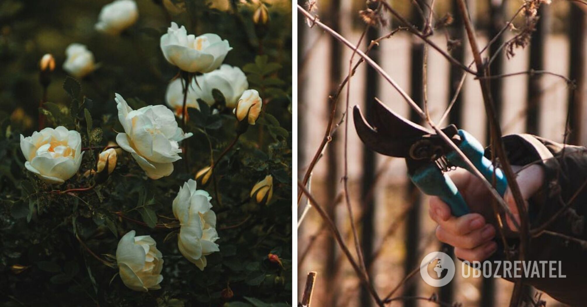 How to prune climbing roses in October: expert advice