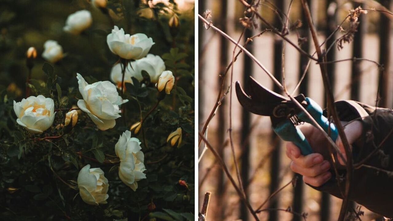 How to prune climbing roses in October: expert advice