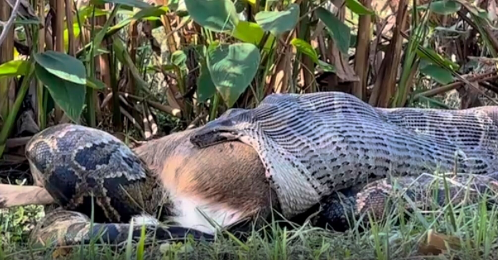 Giant python swallows deer whole in Florida: biologists already call it 'the most impressive sight in 12 years.' Photo