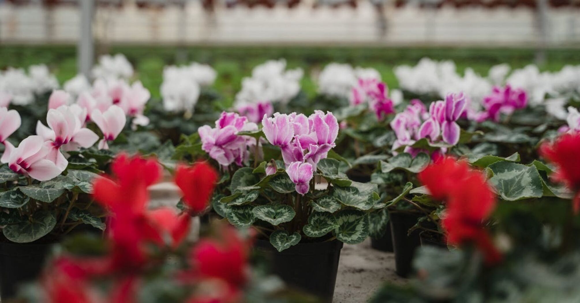 Will bloom all winter long: what to feed cyclamen with