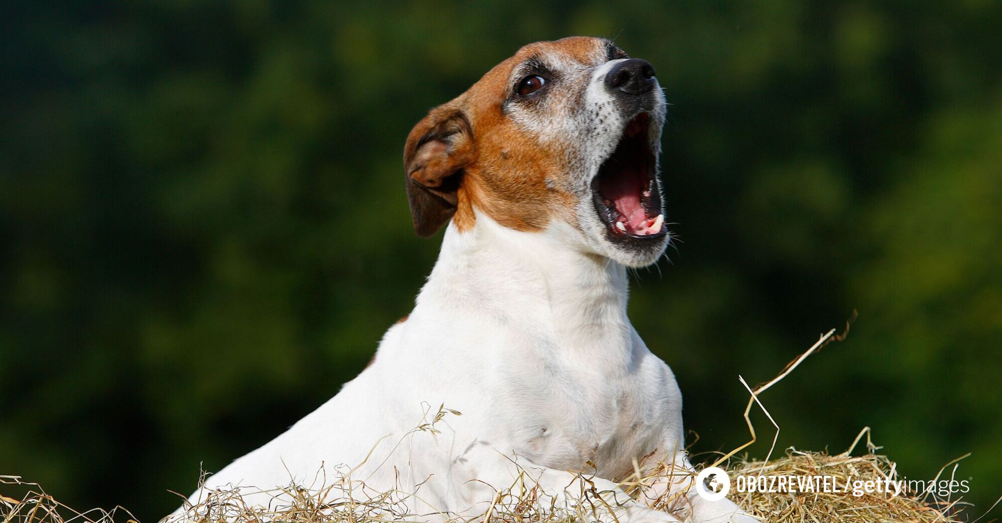 Even Jack Russell? Dog experts have named seemingly innocent small breeds you better watch out for