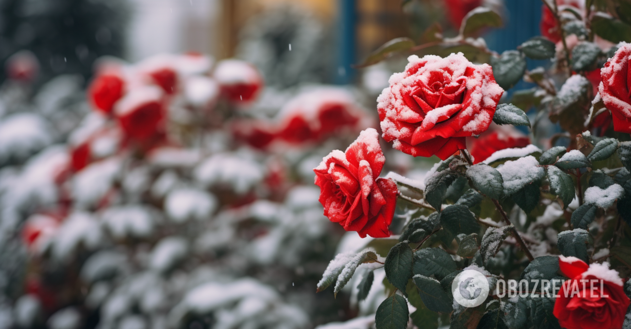 How not to cover roses for the winter: practical tips