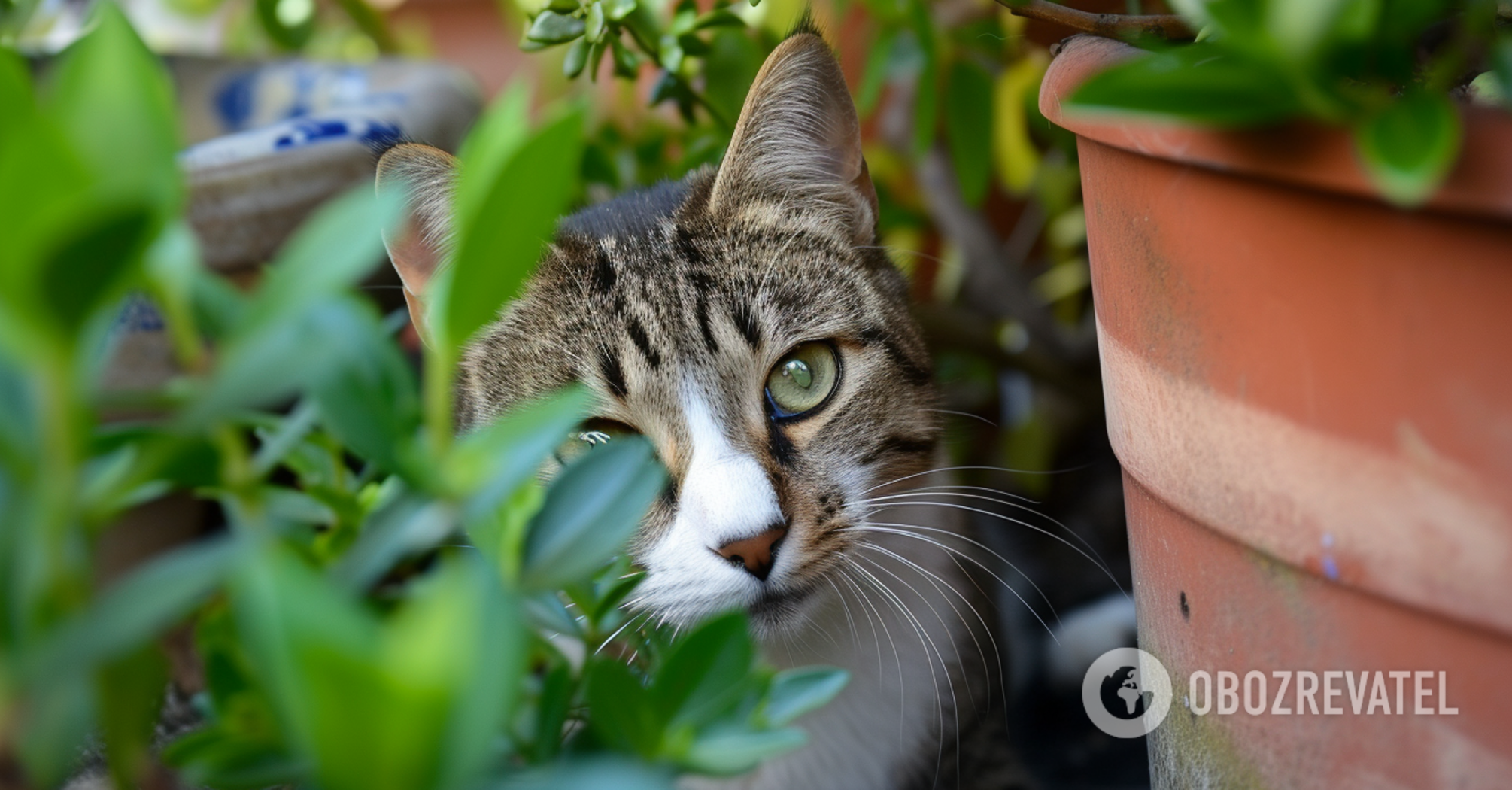 How to prepare houseplants for winter: top tips