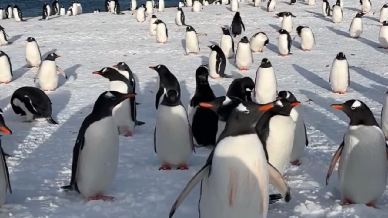 A flock of penguins came close to a Ukrainian polar explorer and began to examine him: a cute moment in the Antarctic was caught on video