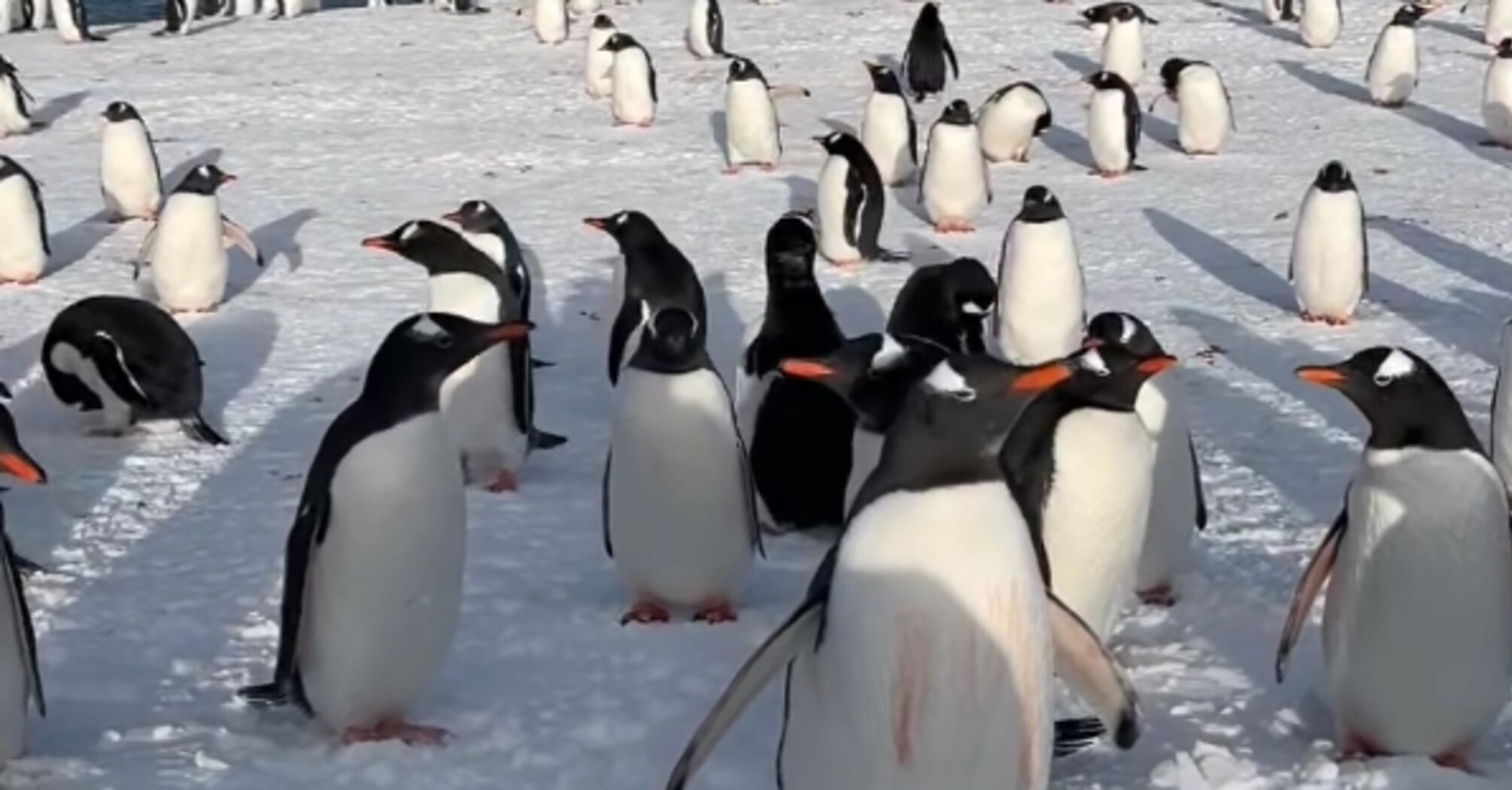 A flock of penguins came close to a Ukrainian polar explorer and began to examine him: a cute moment in the Antarctic was caught on video