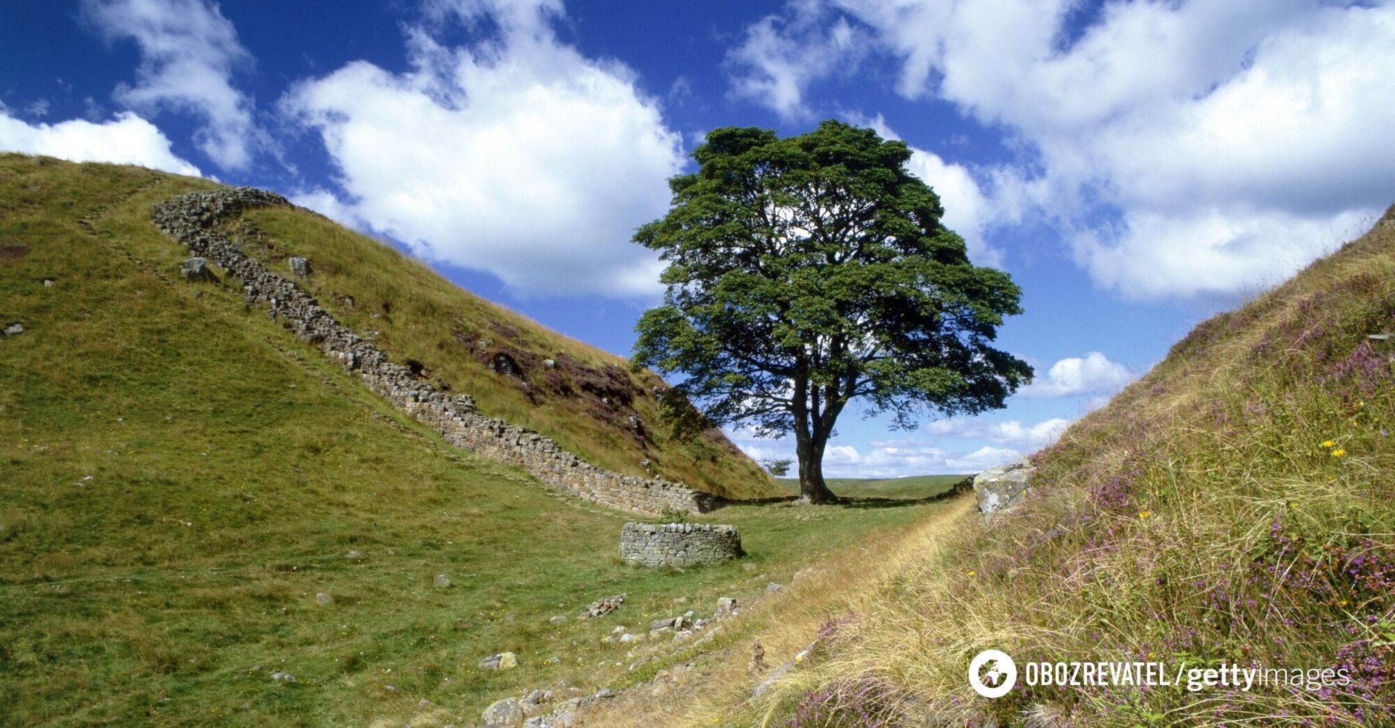 New study shows more than 30% of world's tree species are on the verge of extinction: how it will affect our future