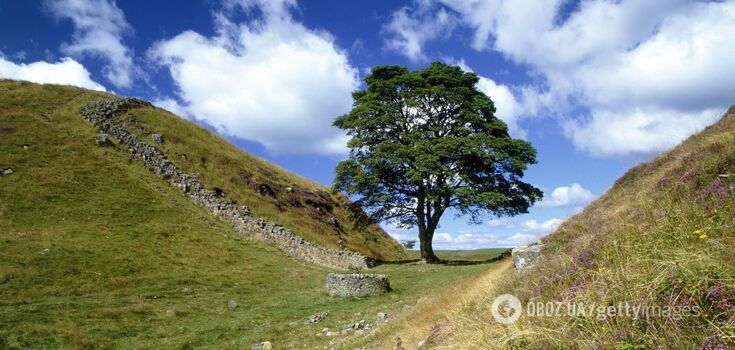 New study shows more than 30% of world's tree species are on the verge of extinction: how it will affect our future