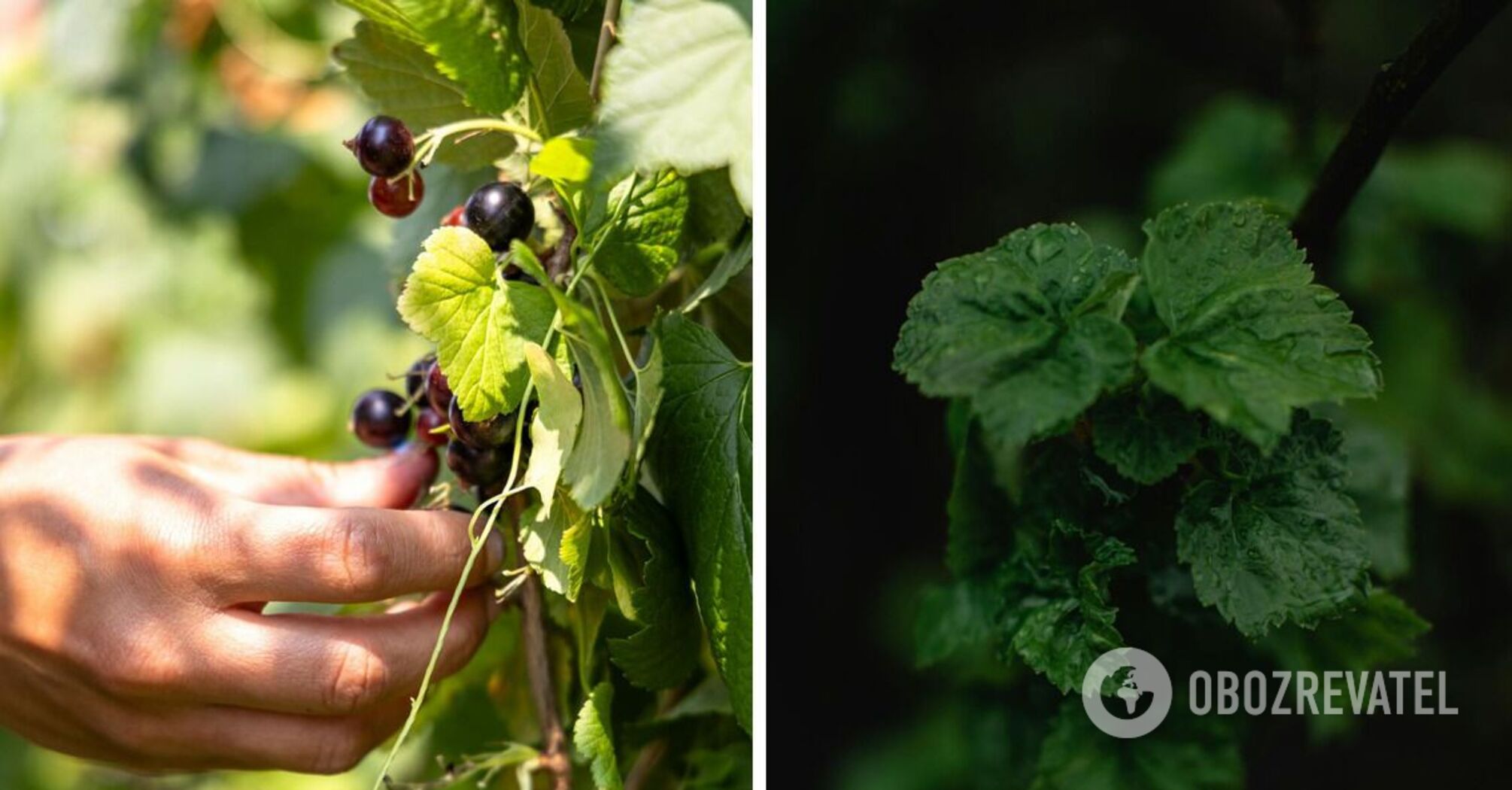 There will be a lot of berries: how to feed currant bushes in November