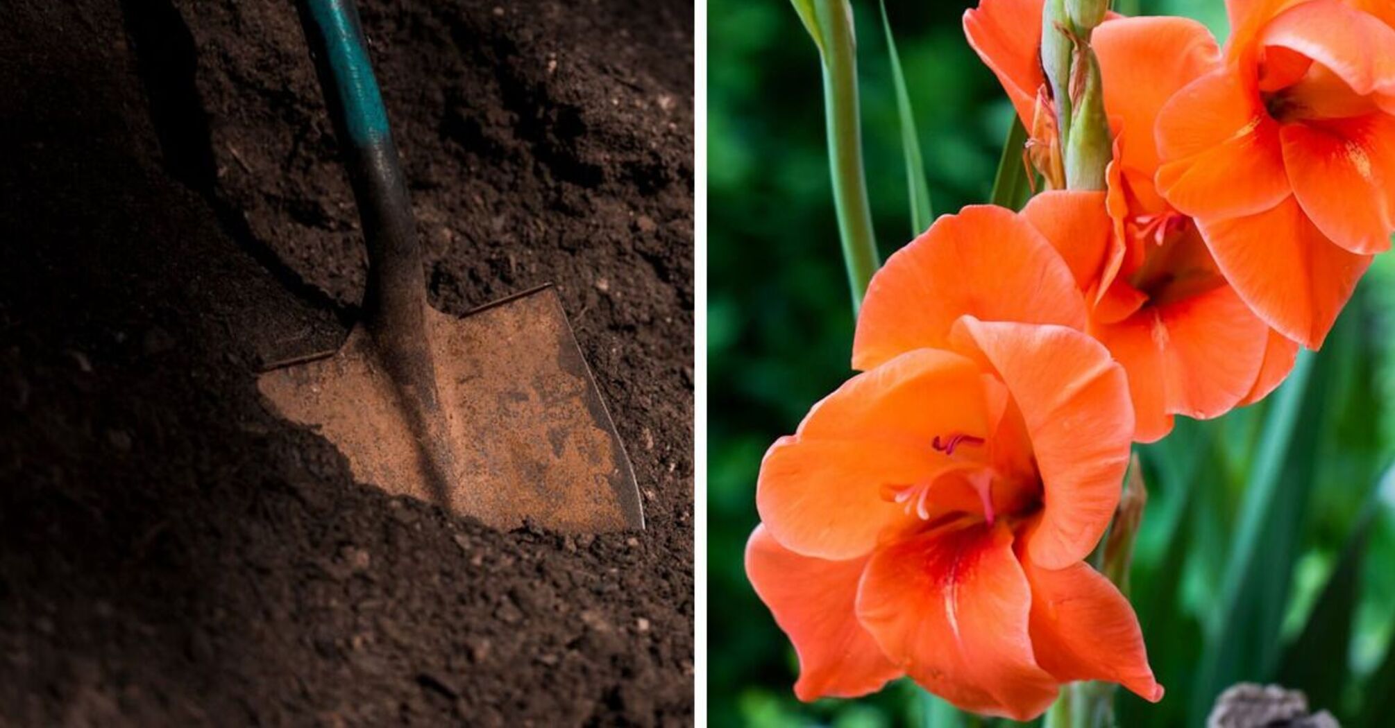 When to dig up gladioli for the winter: how to store bulbs correctly