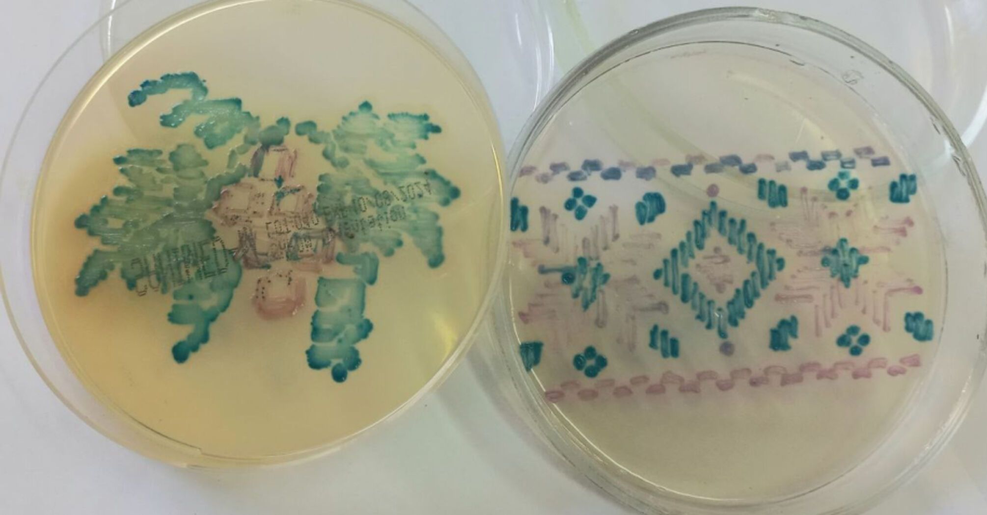 A Ukrainian woman created embroidery from bacteria: scientists appreciated it. Photo