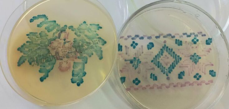A Ukrainian woman created embroidery from bacteria: scientists appreciated it. Photo