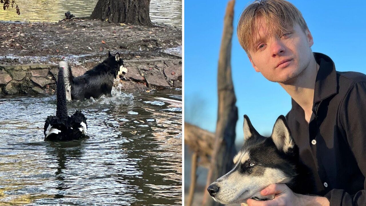 In 2022, he returned from abroad and asked to join the Armed Forces: the owner of the dog that killed a swan in Ivano-Frankivsk told his version of events