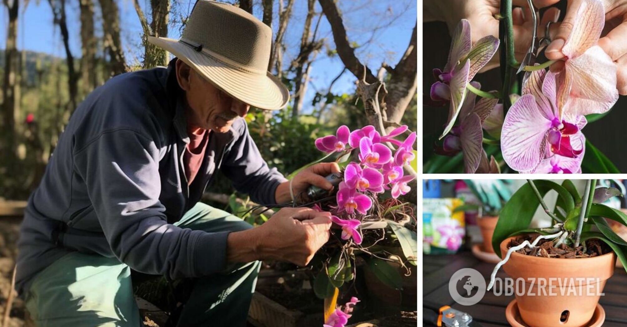 To keep it blooming: how to prune an orchid correctly