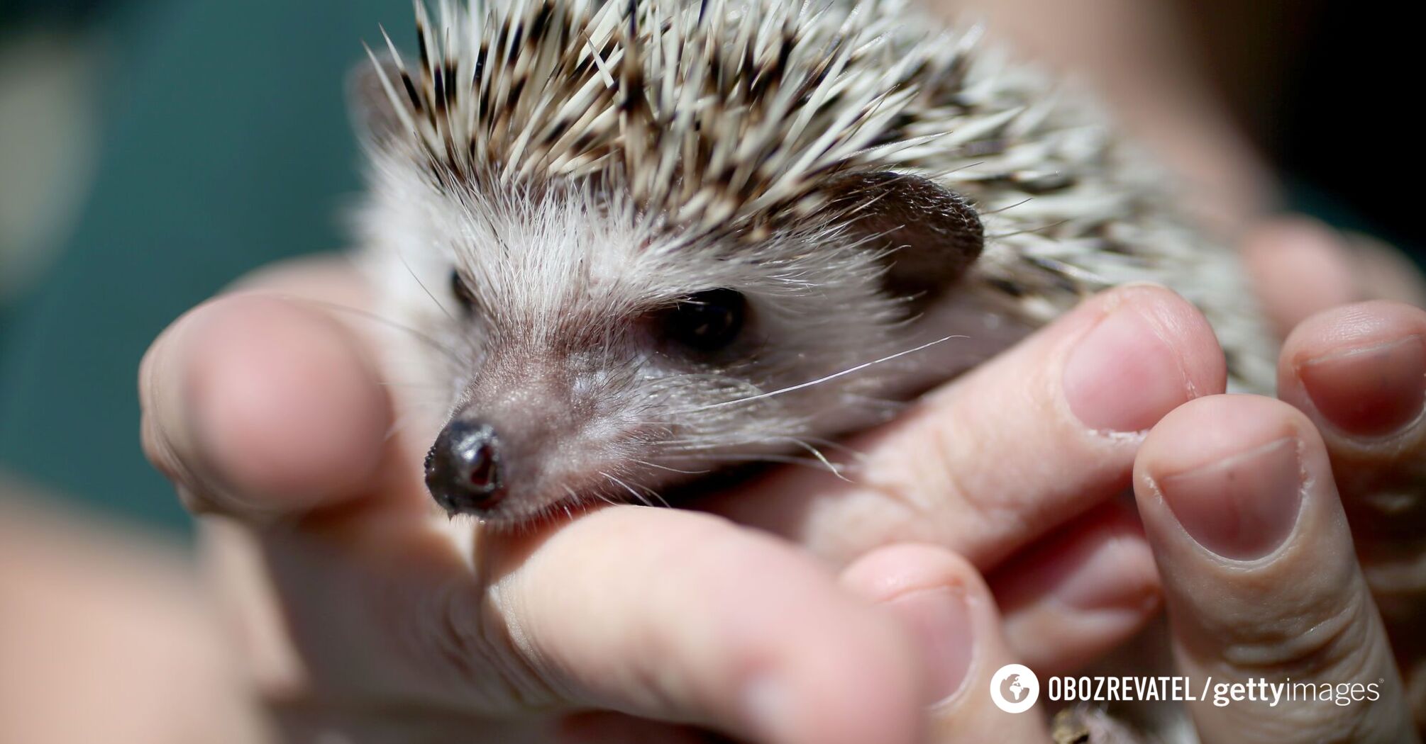 Hedgehogs are endangered worldwide: scientists appeal to people