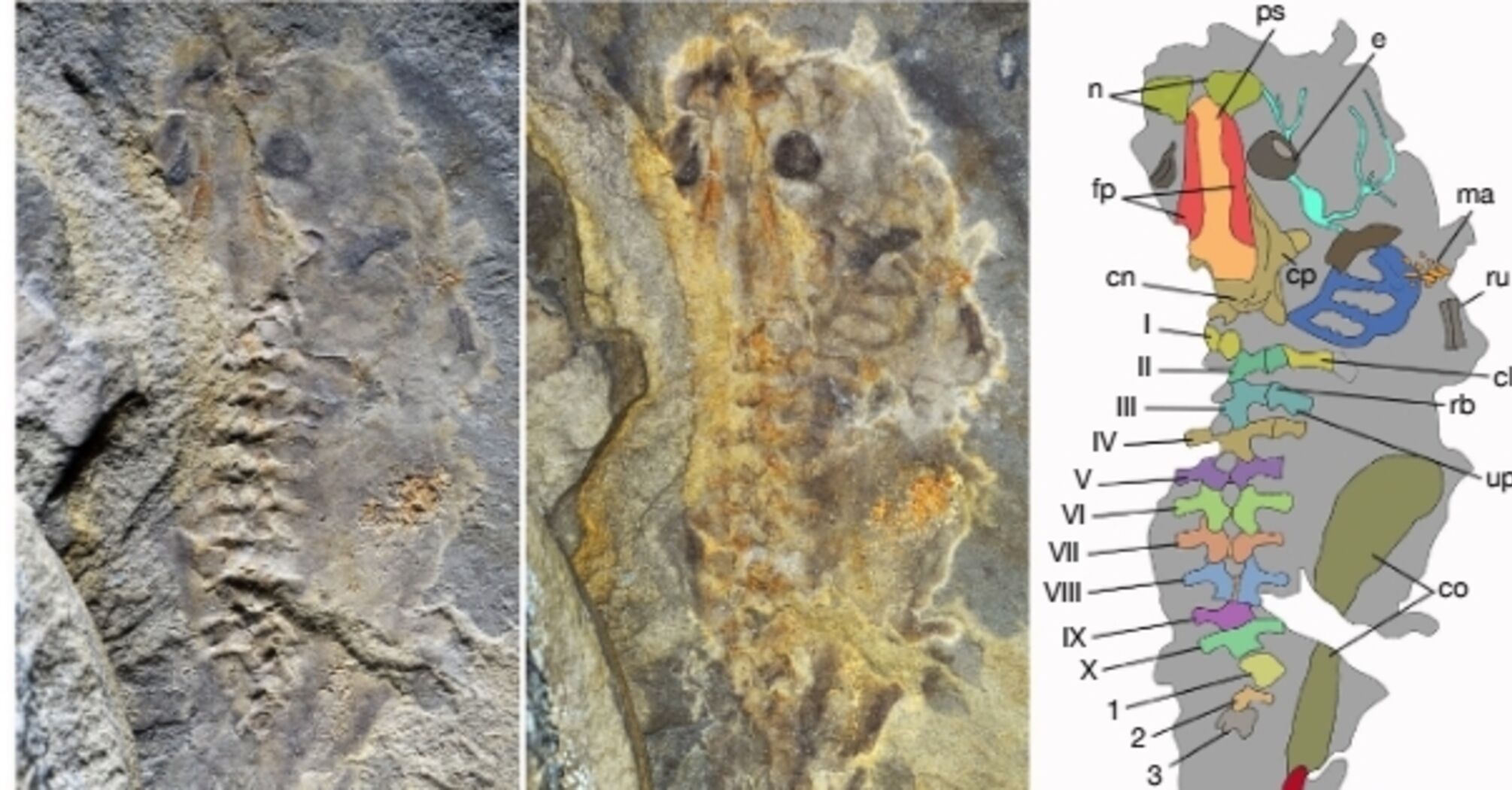 Scientists have discovered a fossil of a giant tadpole that lived more than 160 million years ago. Photo