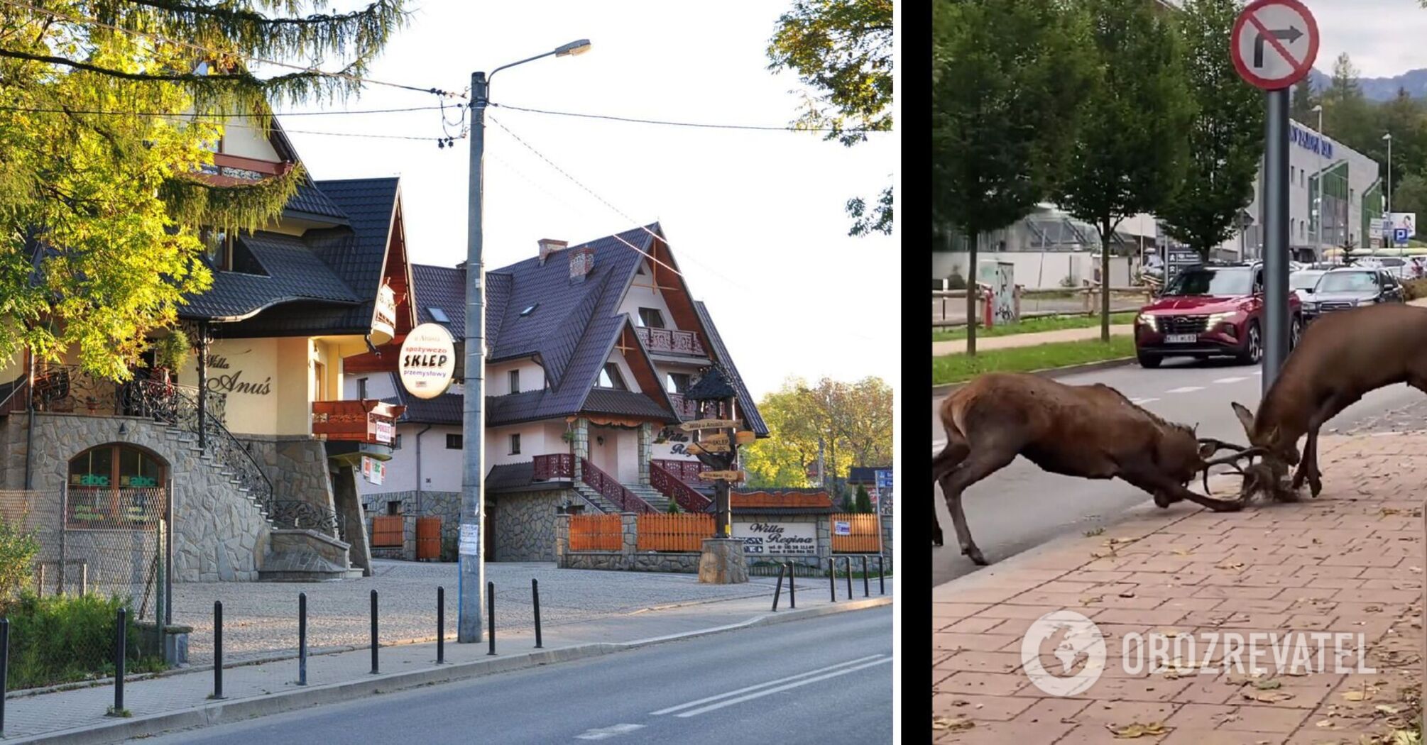 Males compete for females: two deer started a fight in the center of Zakopane. Video