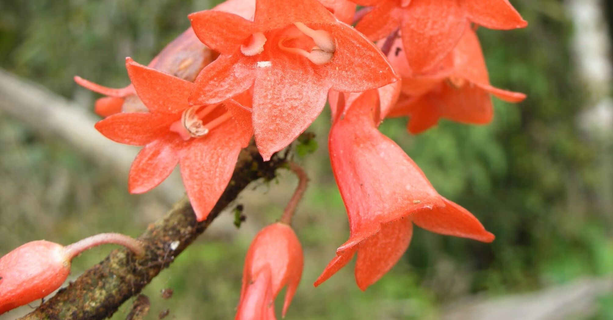 From Madagascar to Bolivia: scientists list 33 'dark spots' around the world with thousands of unknown plants on the brink of extinction