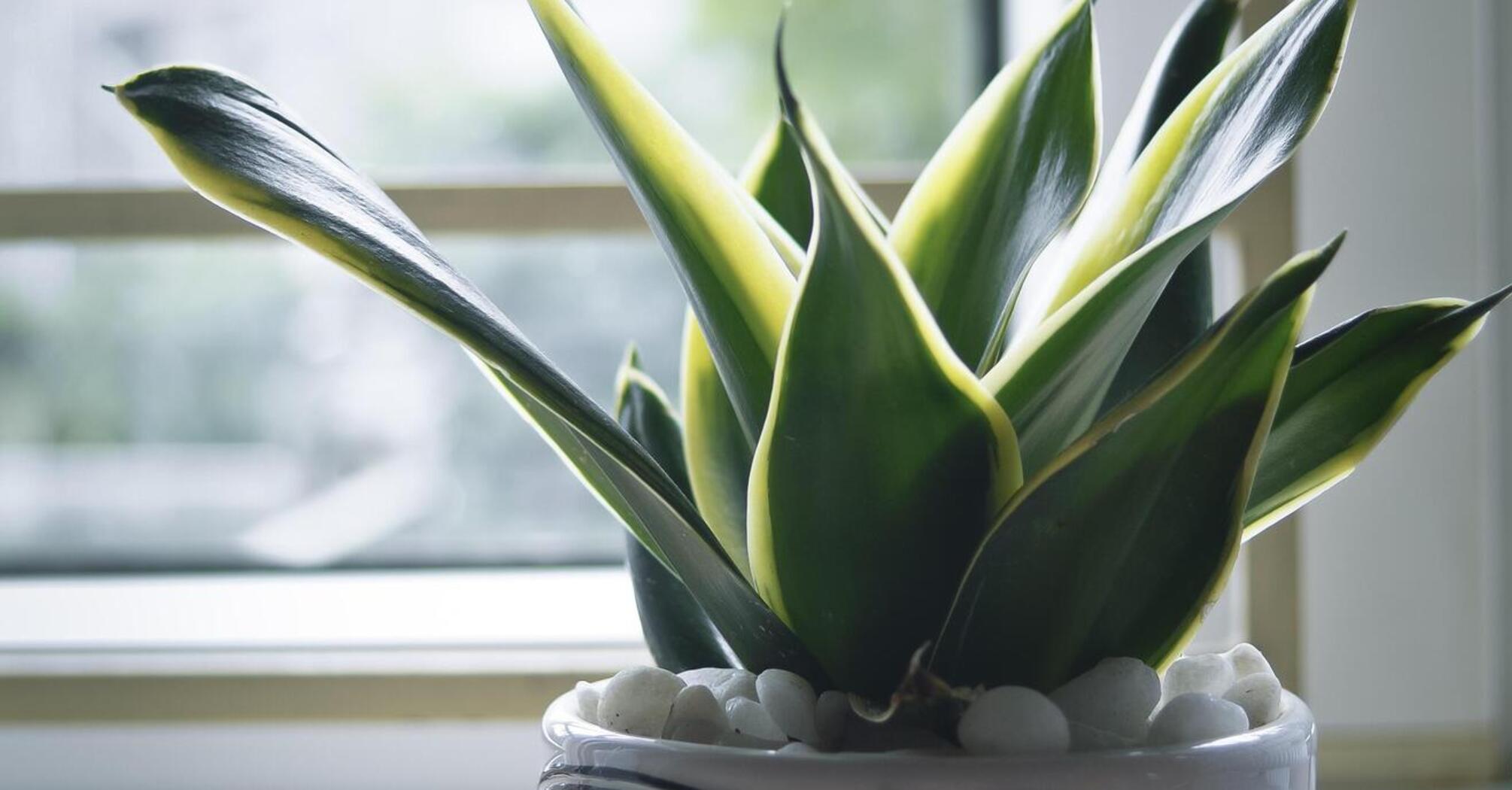 Grow like crazy: the perfect home fertilizer for sansevieria has been named