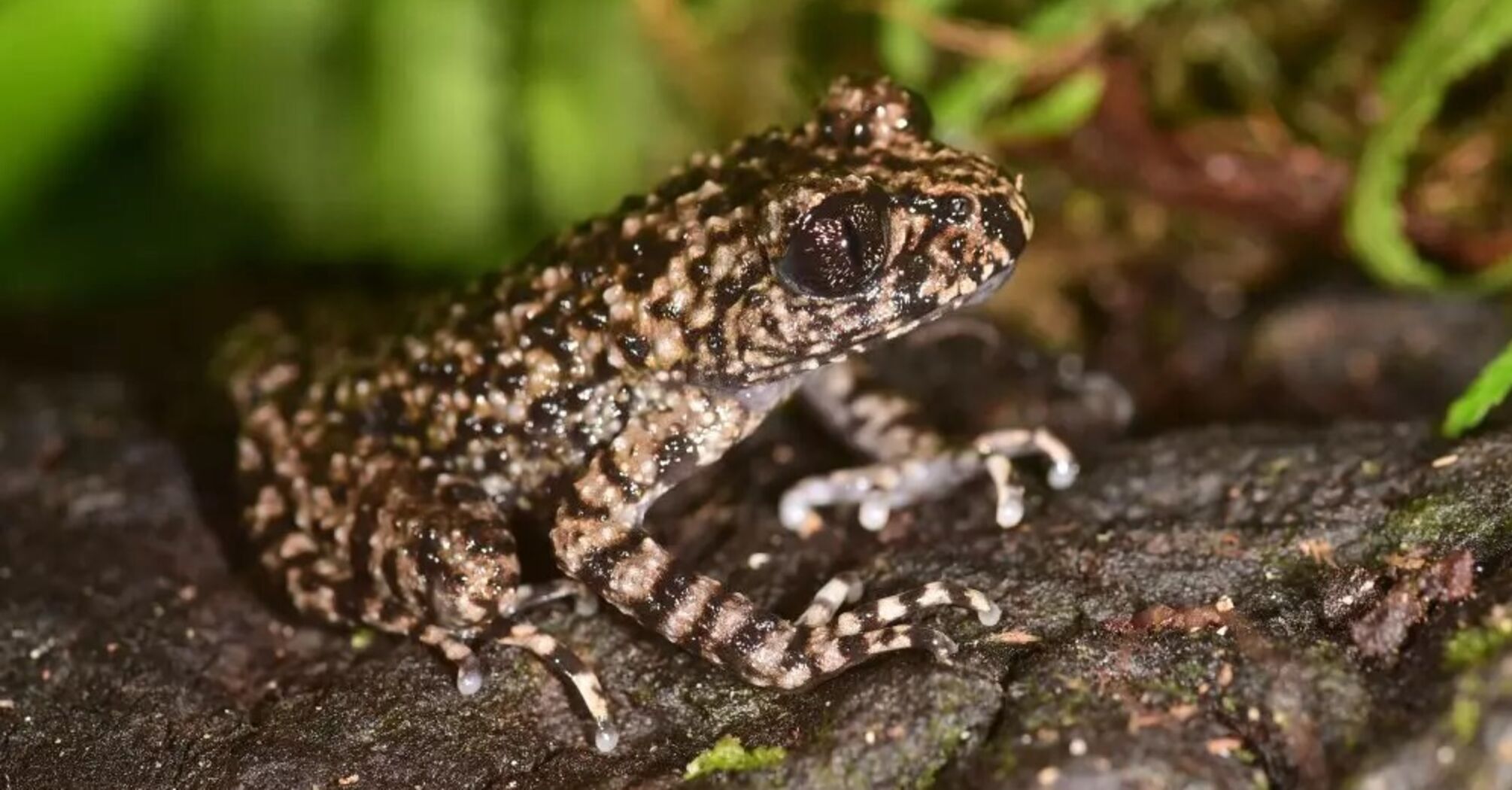 A new species of toothed frog discovered in Vietnam: it was sitting on top of a mountain. Photo