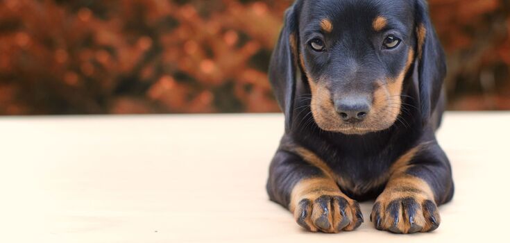 A dog handler named three breeds of dogs that he would never keep at home