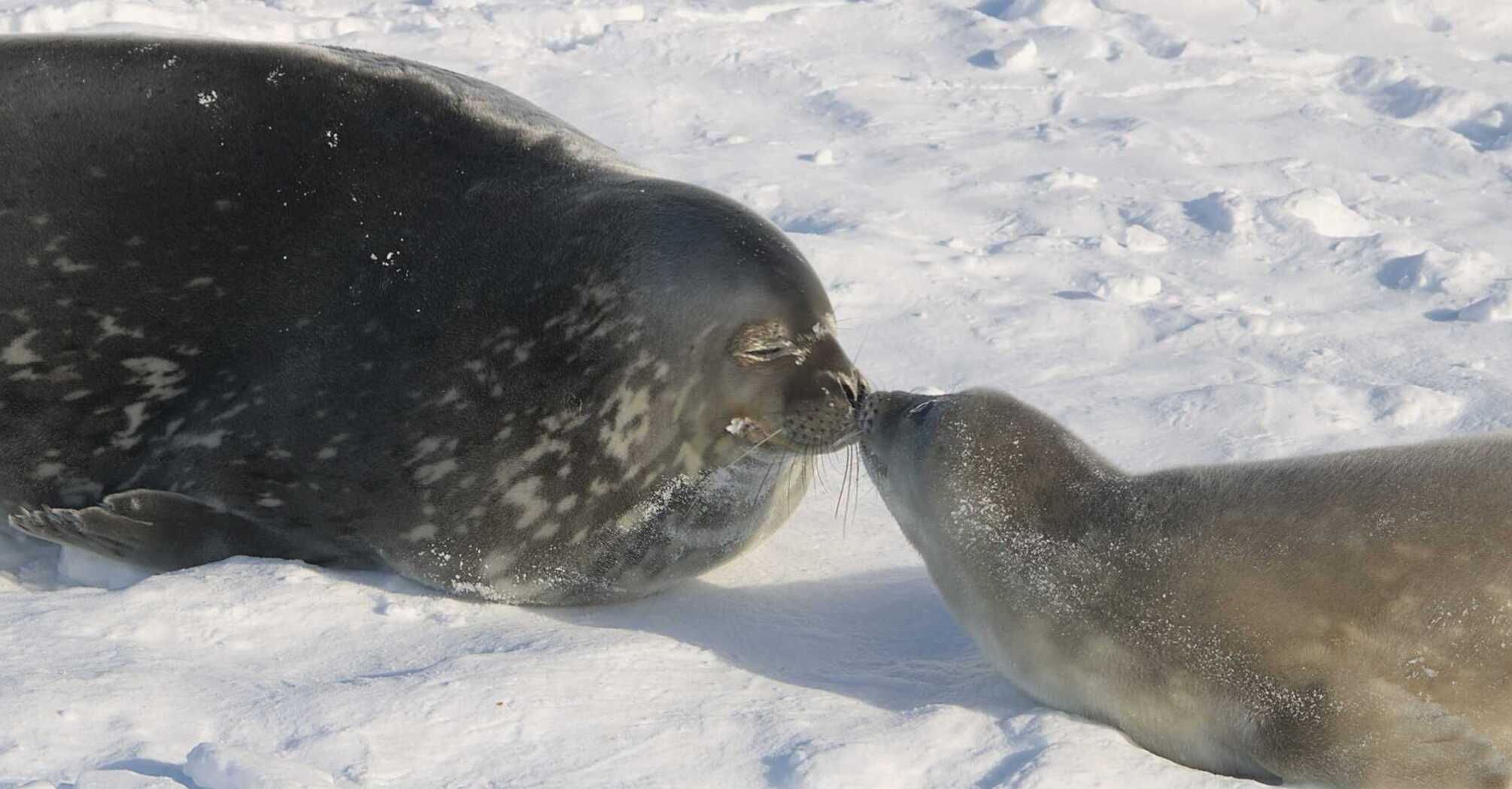 Polar explorers showed photos of seals born near the "Akademik Vernadsky" station and revealed the secret of how to distinguish them