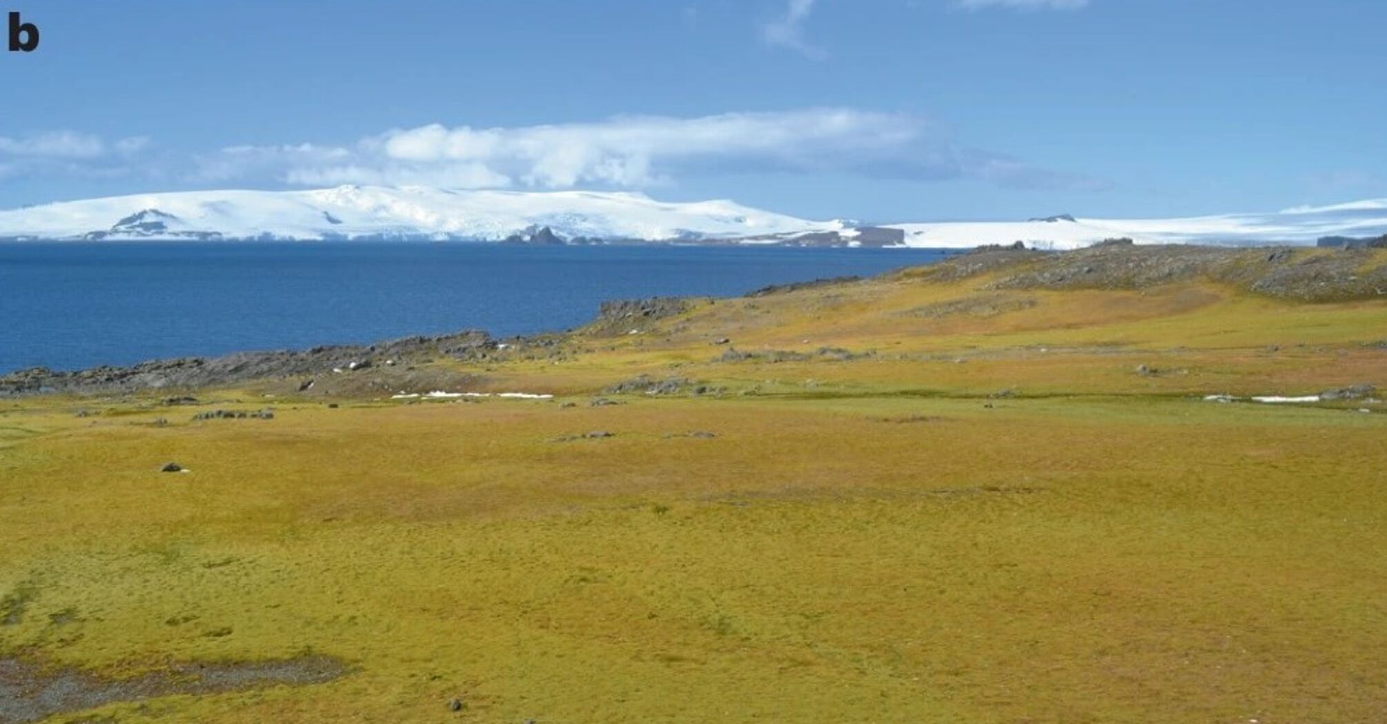 Antarctica has turned green due to global warming: the vegetation cover has increased more than 10 times. Recent photos